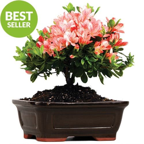 azalea-bonsai-tree